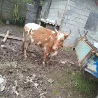 گاو گوساله چالوسی