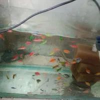 گوپی زبرا کالر تایگر بارب|ماهی|پاکدشت, پاکدشت (مامازند)|دیوار