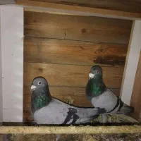 کفتر آلمانی|حیوانات|مشهد, شهرک مهر آباد|دیوار