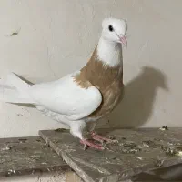 طوقی قواره بلند