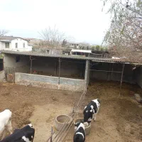 نیروی جوان جهت کار در دامداری