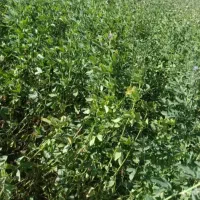 یونجه. ( علف پاک )|اجارهٔ دفتر صنعتی، کشاورزی، تجاری|بم, |دیوار