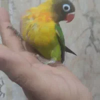 جوجه کوتوله جوجه عروس دستی و سرلاکی|پرنده|تایباد, |دیوار