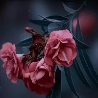 سیم کارت دائمی ۰۹۱۳۱۴۵۹۵۹۵