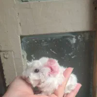 خوکچه هندی همستر|موش و خرگوش|مشهد, بلال|دیوار