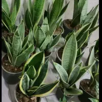 گلشاخ بزی|آرایشی، بهداشتی، درمانی|بروجرد, |دیوار