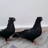 کبوتر|پرنده|اهواز, ملاشیه|دیوار
