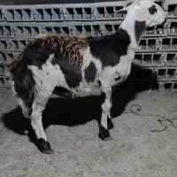 قوچ بره بروجردی|حیوانات مزرعه|علی‌آباد کتول, |دیوار