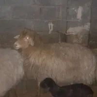 دوتا میش جوان