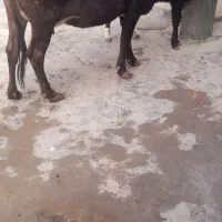 دام|حیوانات مزرعه|ارمند, |دیوار