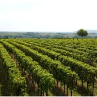 باغبان ۲۴ ساعته باغ انگور