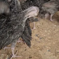 بوقلمون ۴۰ روزه