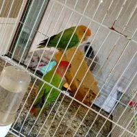 کوتوله وعروس هلندی|پرنده|مشهد, ایثار|دیوار