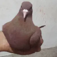 گلی دم سفید