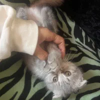 بچه گربه اسکاتیش ۱۳ م + ۴ م وسیله رایگان|گربه|کرمان, |دیوار