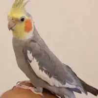 یک جفت عروس هلندی نر و ماده