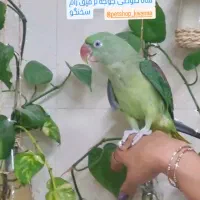 جوجه شاه طوطی نر|پرنده|ساری, |دیوار