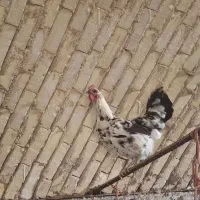 مرغ گلین