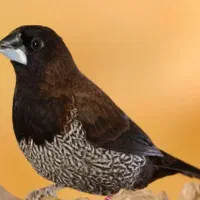 فنچ بنگالی جفت