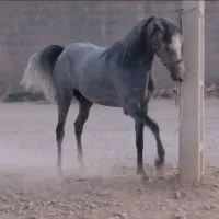 فروش کره مادیون|اسب و تجهیزات اسبسواری|رونیز, |دیوار