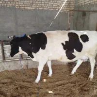 گاو و گوساله