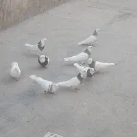 کبوتر طوقی|پرنده|بیستون, |دیوار