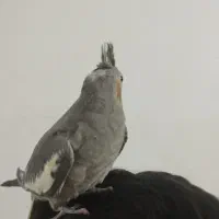 عروس هلندی دستی|پرنده|بومهن, |دیوار