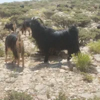 پازن