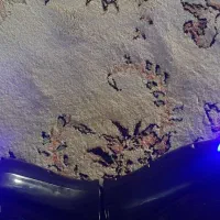 اسکوتر برقی شارژی|دوچرخه، اسکیت، اسکوتر|سبزوار, توحیدشهر|دیوار