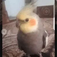 عروس هلندی گمشده