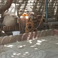 سگ ژرمن ماده