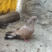 کبوتر کله ای،برنجی