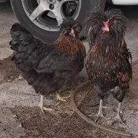 مرغ و خروس نژاددار