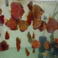 تعدادی  دیسکس|ماهی|تهران, خواجه نصیر طوسی|دیوار