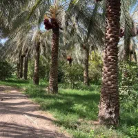 کارگر برای باغ خرما و کشاورزی