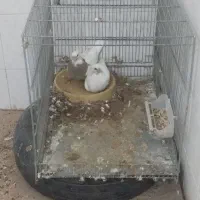 طوقی پاک و جوجه رسون|پرنده|فردوس (خراسان), |دیوار