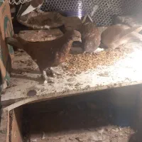 کبوتر سسلی|پرنده|سیلوانه, |دیوار