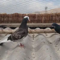 جوجه جیر گرفتنی