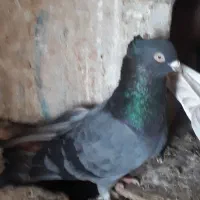 سبز چشم و نوک سفید