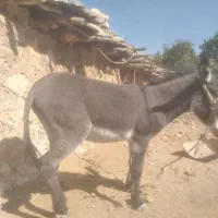نره خر۳ساله تازه باروی گله ای جوان  آماده|حیوانات مزرعه|یاسوج, |دیوار