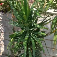 گل یوکا|گل و گیاه طبیعی|جهرم, |دیوار