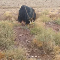 نر بز شیرازی|حیوانات مزرعه|خرمدشت, |دیوار