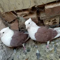 کبوتر نروماده اطراف زرند