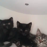 گربه