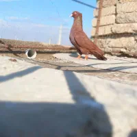 کبوتر سرخ نر کاکلی و یهودی سیاه نر|پرنده|دشتابی, |دیوار