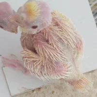 عروس سرلاکی