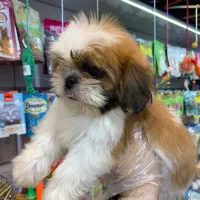 شیتزو سوپر فلت|سگ|رشت, لاکانی|دیوار