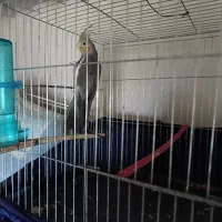 عروس هلندی نر ۸ ماهه سالم سرحال معاوضه