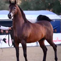 پانسیون باشگاه سوارکاری دهقان خرید فروش انواع اسب