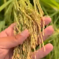 شالی دم سیاه دست درو خشک قیمت عالی